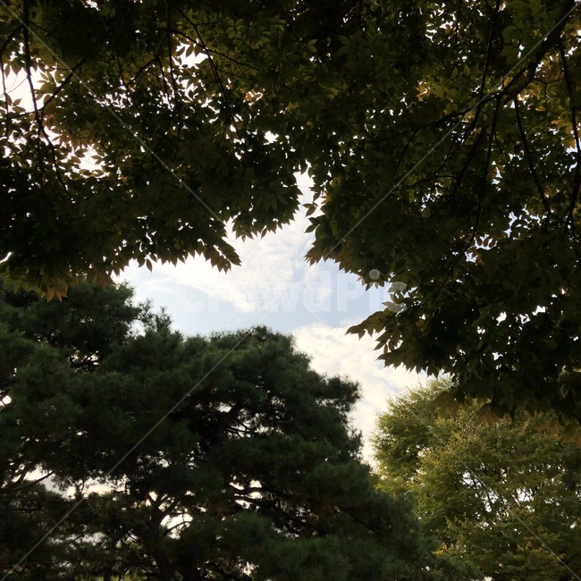 하늘,구름,자연,나무,초록,단풍,sky,sora,cloud,kumo,nature,tree,ki,green,midori,자연,풍경,nature,landscape,plant,식물,flare,플레어,light,빛