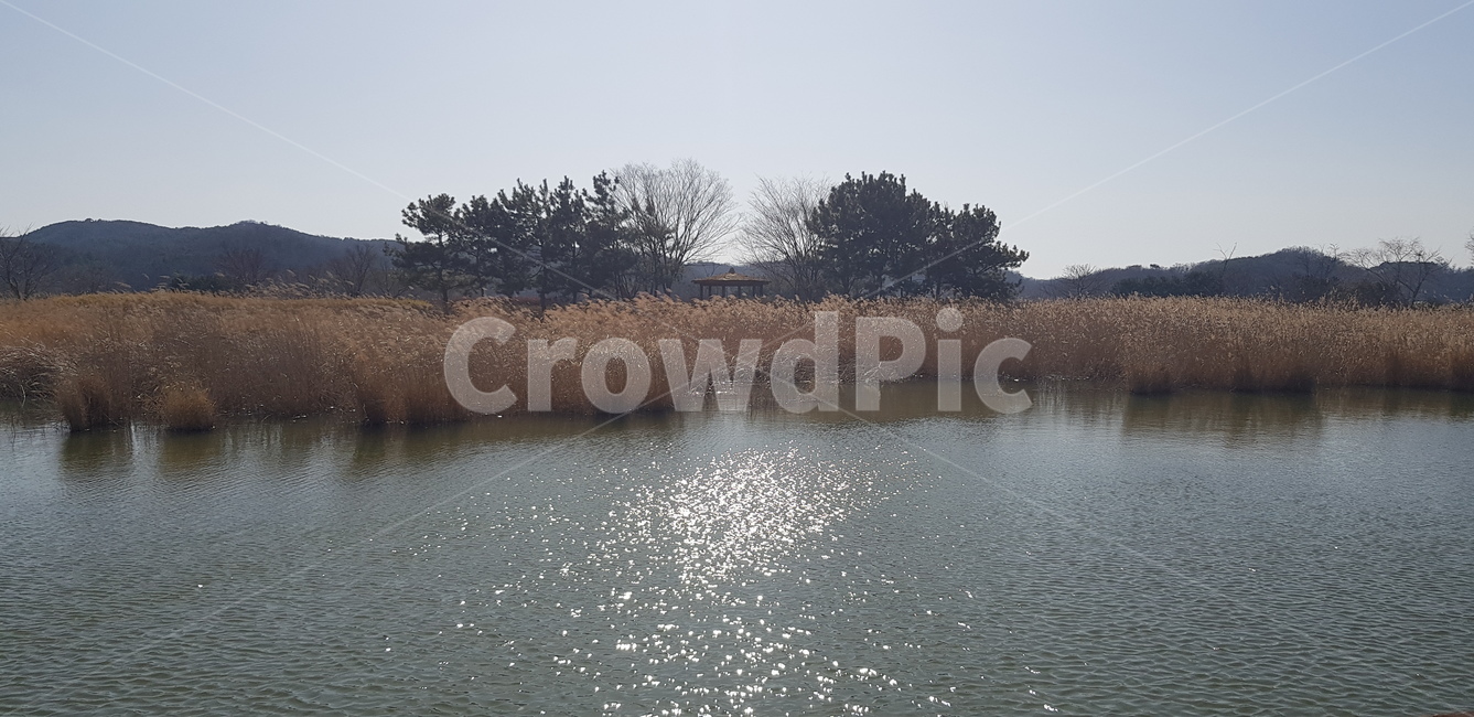 갈대,호수,갈대밭,바람,겨울,자연,풍경,nature,landscape,water,물,outdoors,옥외
