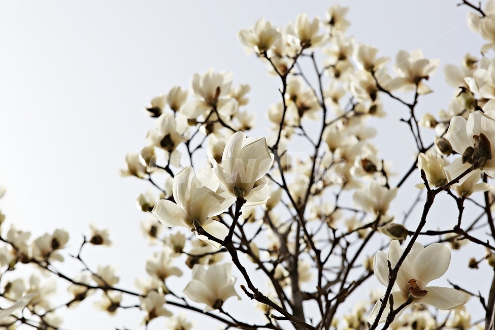 목련,목련꽃,흰목련,봄꽃,꽃,봄,식물,자연,공원,식물,자연,plants,nature,꽃,flower