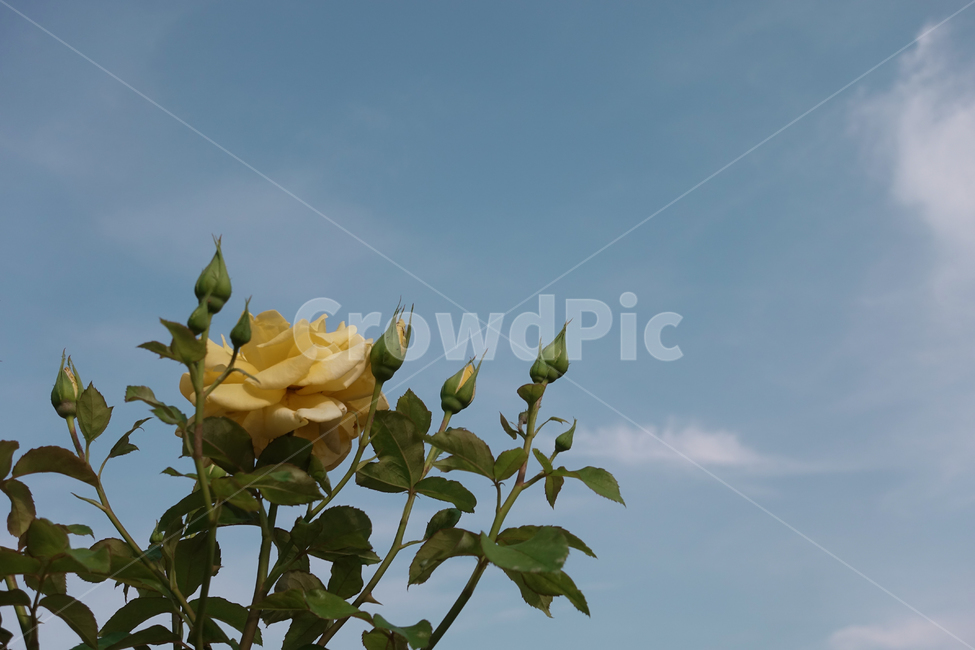 장미,하늘,장미넝쿨,꽃,자연,식물,자연,plants,nature,꽃,flower