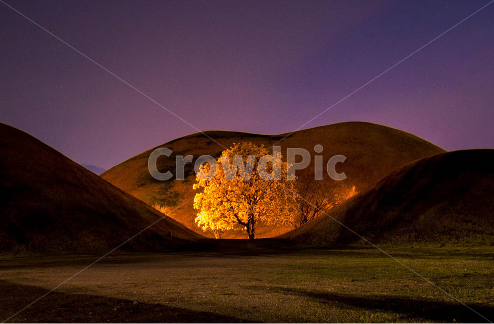 목련나무,대릉원,경주,나무,야경,자연,풍경,nature,landscape,한국자연풍경,한국자연경관,korea nature landscape,야경,밤,nightscape,night,랜드마크,landmark,tourist attraction,한국랜드마크,한국관광지,한국명소,korea landmark,korea tourist attraction,식물,plants,나무,trees,wood,색깔,색상,색채,색감,color sense,color sensitivity,feeling of color,grassland,목초지,outdoors,옥외,field,들