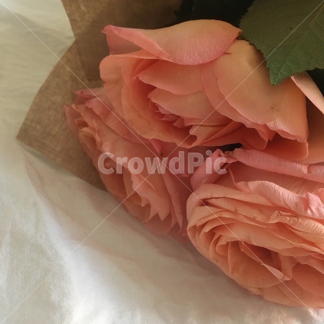plant,식물,rose,장미,flower,꽃,감성