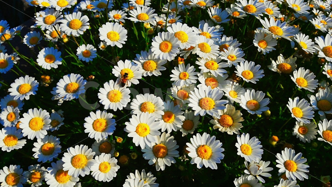벌,자연,밝음,긍정적,꽃,식물,자연,plants,nature,꽃,flower,동물,animal,곤충,벌레,insect,bug