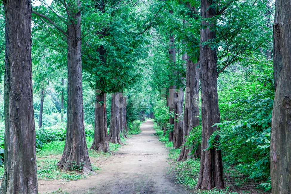 tree,plant,treetrunk,나무줄기,배경,풍경,백그라운드,하늘공원,나무,나무숲,메타세콰이어,숲길,삼림,녹음,녹색,산책로,그린,녹색길,공원,숲,메타세콰이어길,메타세콰이어숲,식물,여름,자연,풍경,nature,landscape