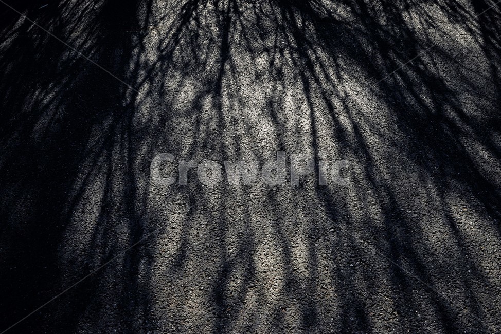 겨울,나무,그림자,역광,아스팔트,쓸쓸함,lonely,solitary,lonesome,melancholy,asphalt,winter,shadow,dark,어두움