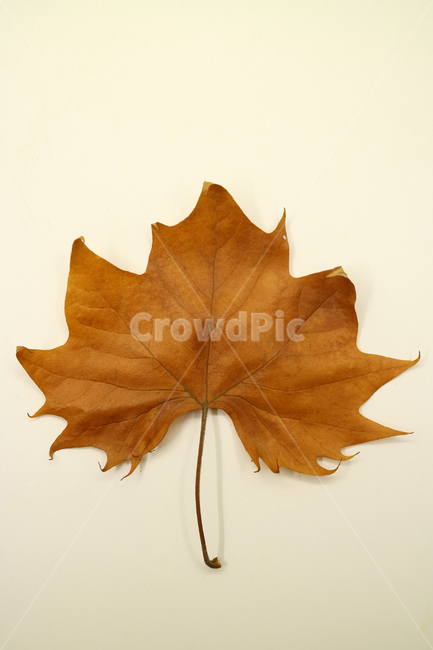 낙엽,가을,나뭇잎,잎,잎사귀,오브젝트,누끼,계절,식물,자연,낙엽잎,fallenleaves,deadleaves,가을낙엽,가을,계절,fall,autumn,season,plant,leaf,tree,나무