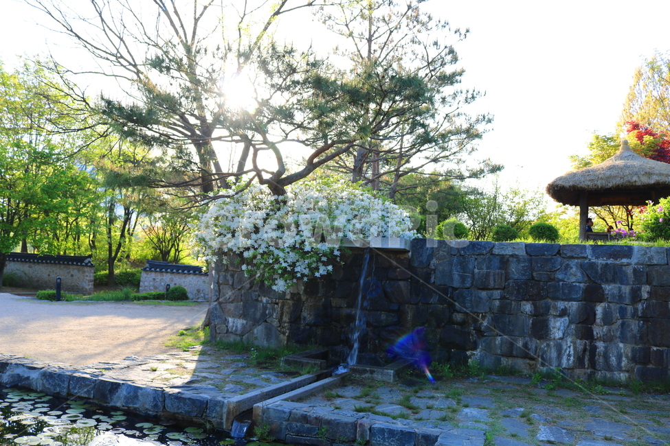 꽃,철쭉,철쭉꽃,진달래,나무,식물,흰꽃,야생화,자연,봄,자연,풍경,nature,landscape,한국전통,한국문화,korean traditional,korean culture,건축물,건물외관,exterior,building,structure,architecture,construction,walkway,보도,path,통로,flagstone,판석