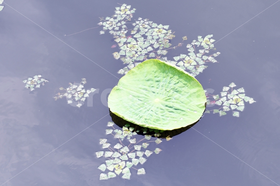 연꽃,호수,물,풍경,연,식물,바탕화면,초록,연잎,식물,자연,plants,nature
