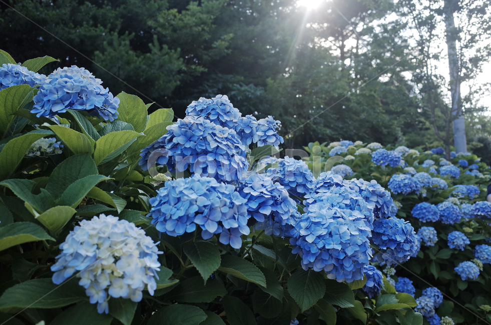 꽃,flower,수국,파란수국,수국꽃,수국화,거제수국,식물,자연,식물,자연,plants,nature,꽃,flower