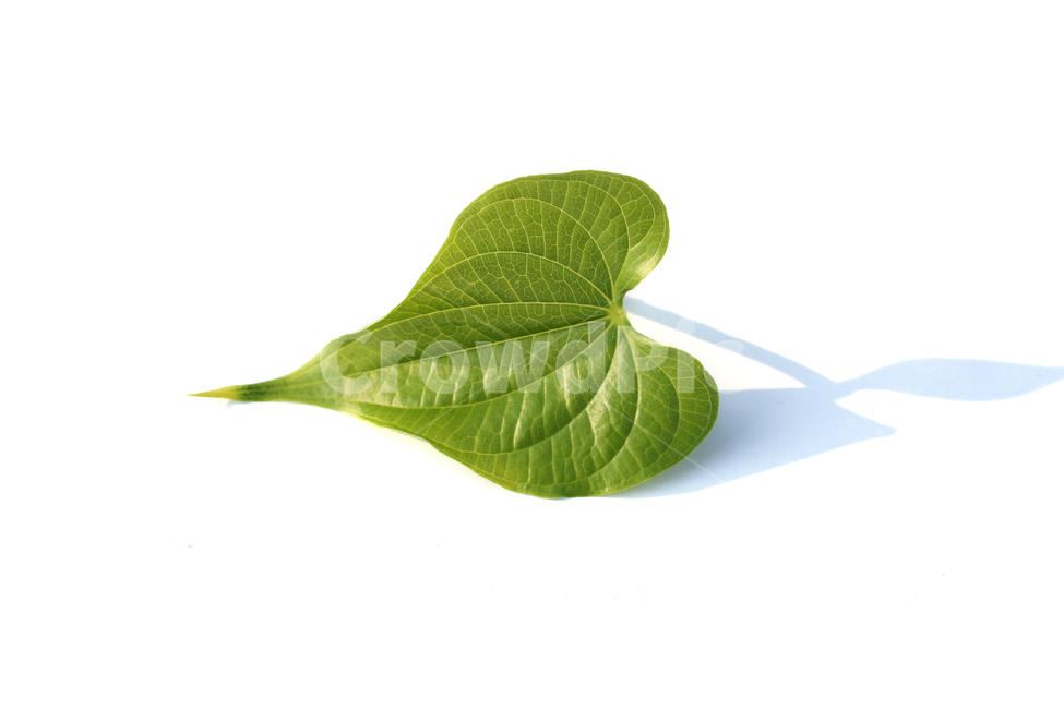 closeup,fresh,green,heart,heartshape,leaf,leaves,natural,nature,plant,sponge gourd,클로즈업,신선한,그린,녹색,하트,하트모양,모양,하트잎,잎,나뭇잎,잎사귀,초록색,자연,식물,수세미잎,흰배경,그림자,식물,자연,plants,nature,누끼,remove background