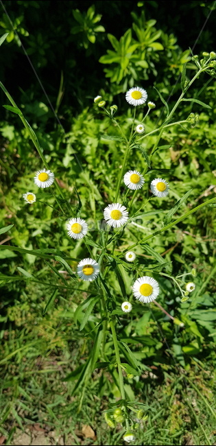 식물,blossom,flower,꽃,daisy,데이지,식물,자연,plants,nature,꽃,flower