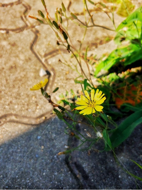plant,식물,노란,꽃,깨끗함,자연