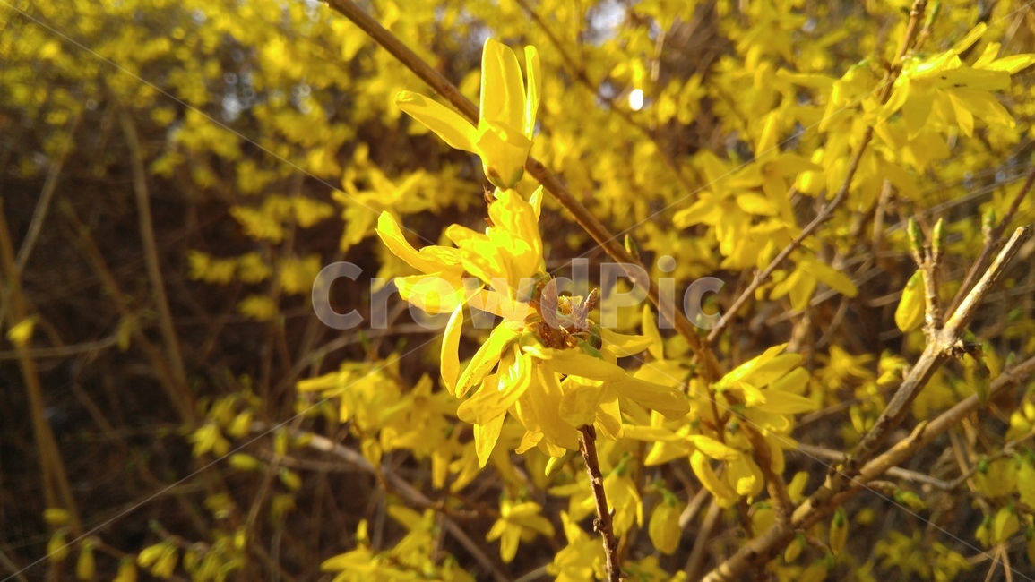 개나리,개나리꽃,꽃,노랑색,노랑꽃,봄,계절,감성,배경,자연,forsythia,phyllia,flower,yellow,spring,yellowflower,season,emotional,background,nature