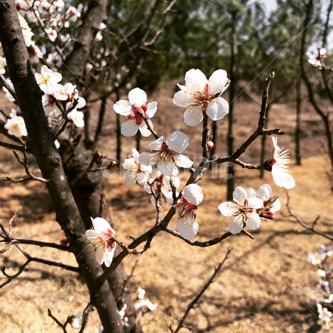 꽃,봄,벚꽃,맑음,나무,봄,계절,spring,season,식물,자연,plants,nature,꽃,flower,plant,blossom,cherry blossom
