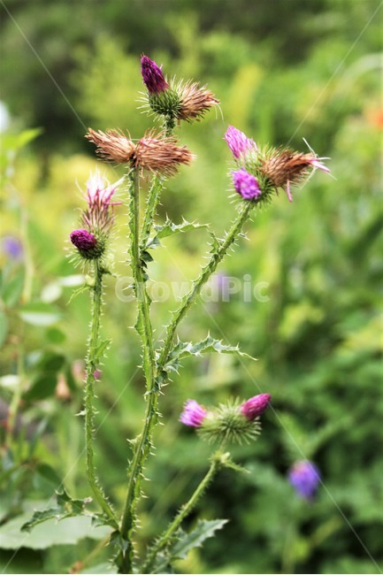 지느러미엉겅퀴,지느러미엉겅퀴꽃,국화과,야생화,식물,꽃,식물,자연,plants,nature,꽃,flower