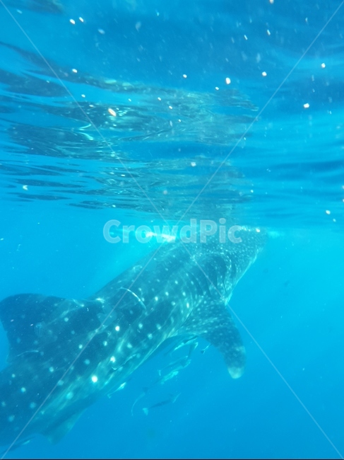 필리핀,세부,고래상어,고래,whaleshark
