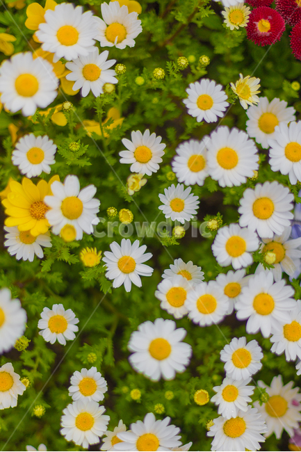 꽃,꽃사진,식물,자연,봄,초록,노랑,흰색,식물,자연,plants,nature,꽃,flower