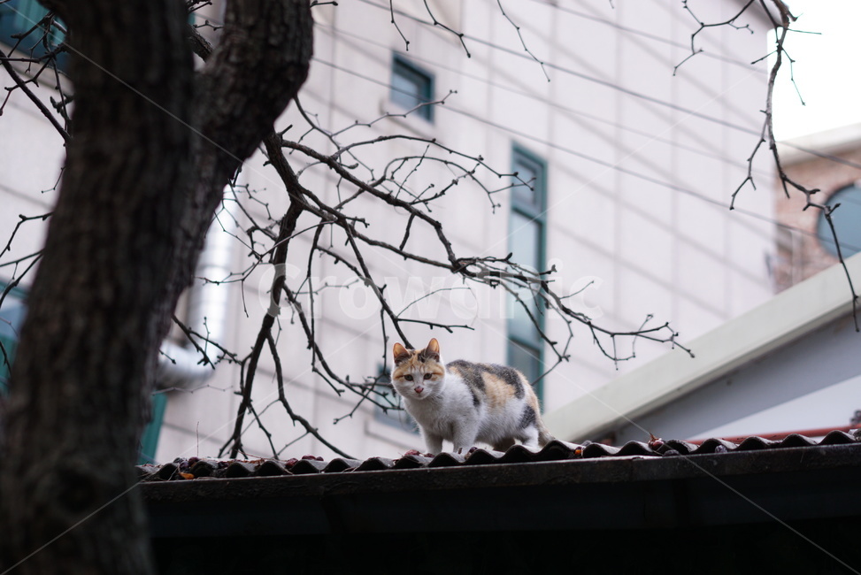 길고양이,고양이,cat,지붕위,겨울고양이,동물,animal,포유류,mammal,고양이,cat,kitten,kitty
