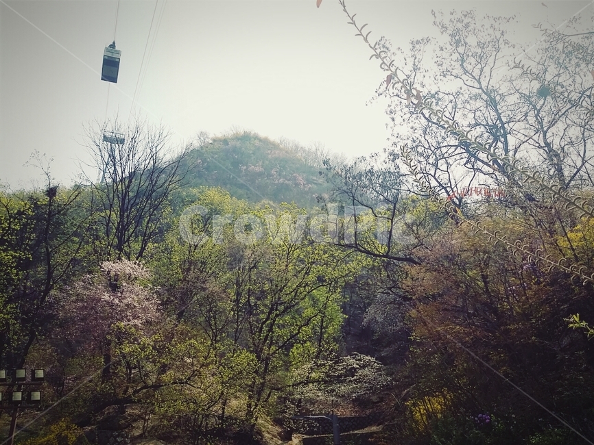 케이블카,남산,산,나무,서울