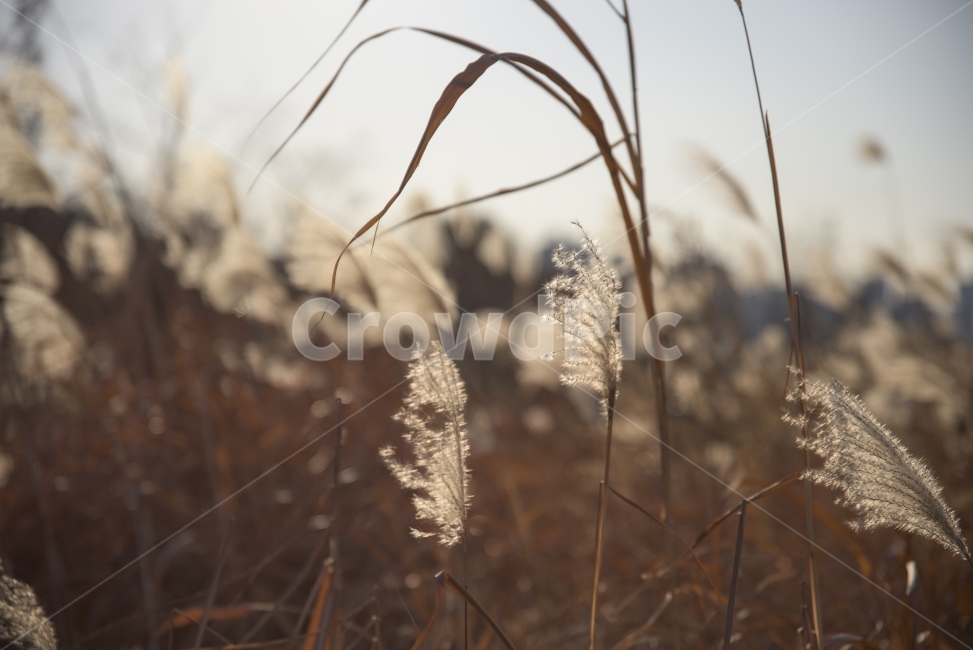 갈대,가을,감성사진,감성,풍경,풍경사진,갈대사진,가을,계절,fall,autumn,season,식물,자연,plants,nature,감성,sensible,feeling,grass,잔디,plant,lawn,reed