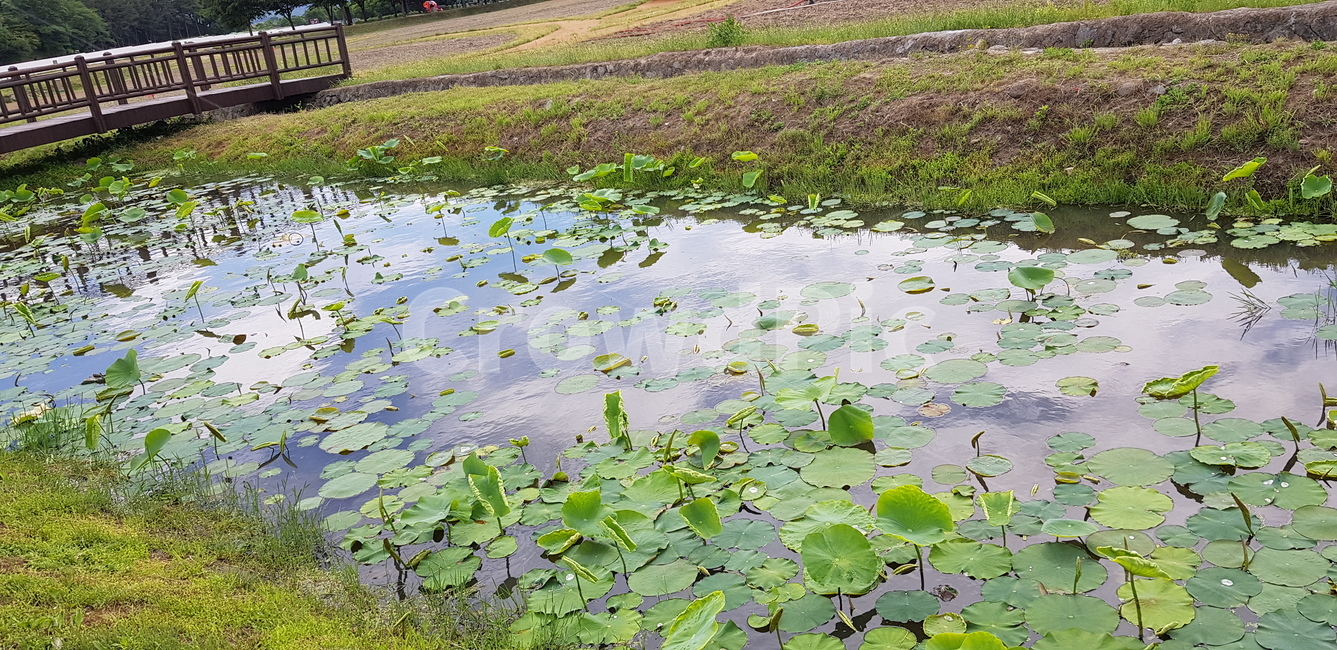 연못,연잎,물,비치다,하늘빛,경주,다리,pond,water,bridge,lotus,lotusleaves,nature