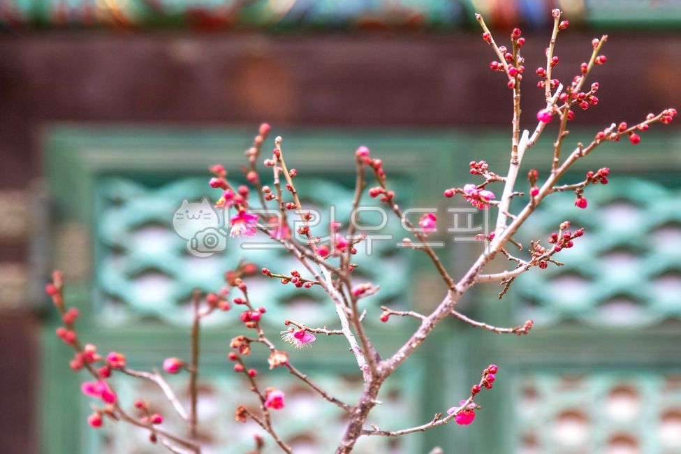 꽃,봄꽃,매화꽃,홍매화,매화새싹,창문,자연