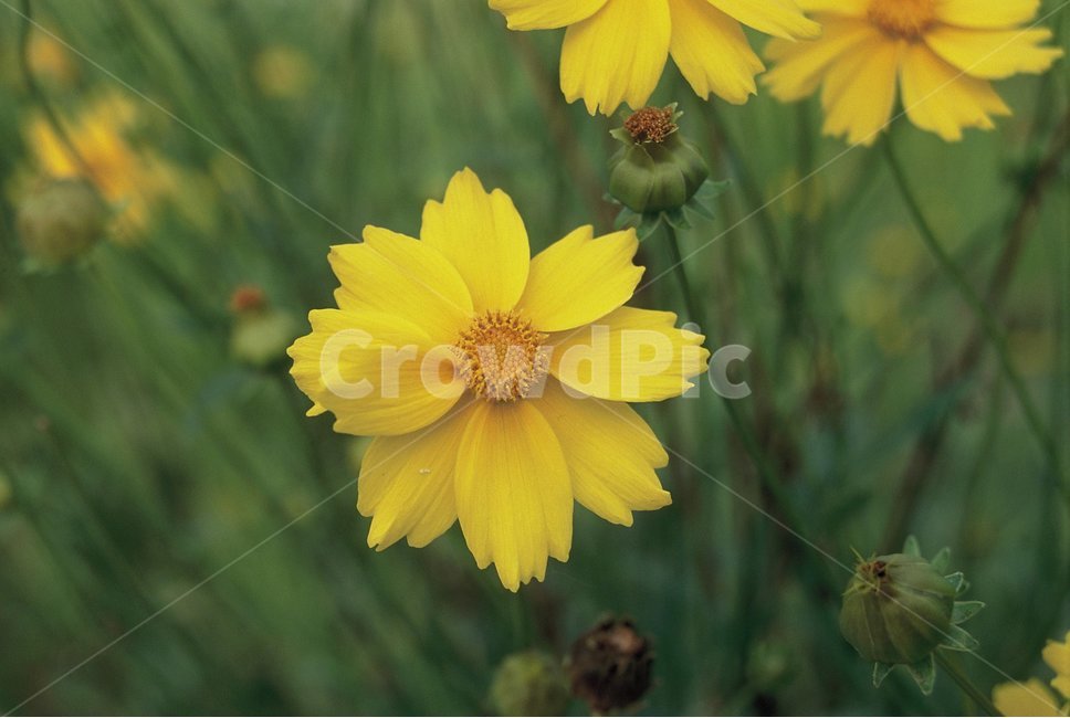 꽃,필름카메라,자연,필름,풀,감성사진,식물,자연,plants,nature,꽃,flower