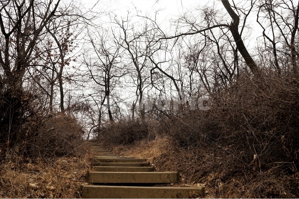 산행,식물,자연,초봄,계절,풍경,landscape,nature,나무,낙엽,나무가지,trees,desolation,solitary,fallenleaves,brown,branches,자연,풍경,nature,landscape