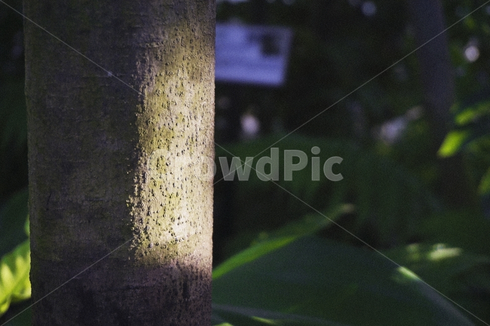 나무,식물,숲,자연,빛,초록,green,tree,nature,light,나무기둥,기둥,plant,plants,식물,자연,plants,nature,나무,trees,wood