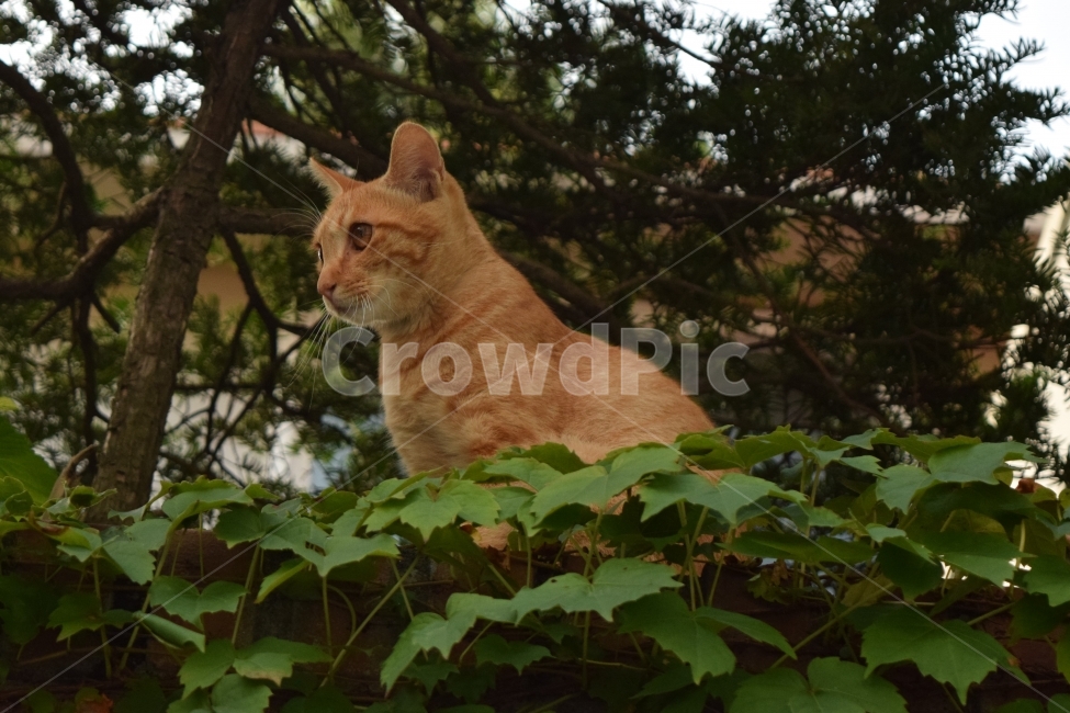 pine tree,stray cat,cat,wall,Sight