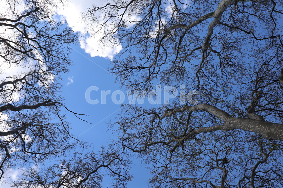 하늘,나무,봄,sunny,tree,plant,식물,나무,trees,wood