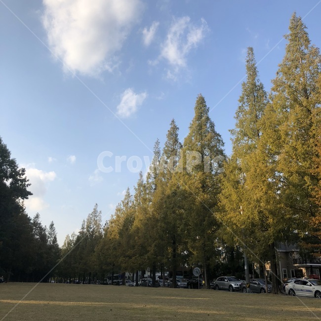 나무,하늘,공원,맑음,tree