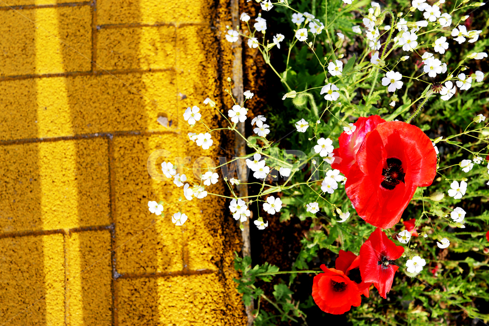 양귀비,꽃,하얀,빨강,노랑,식물,들꽃,식물,자연,plants,nature,꽃,flower