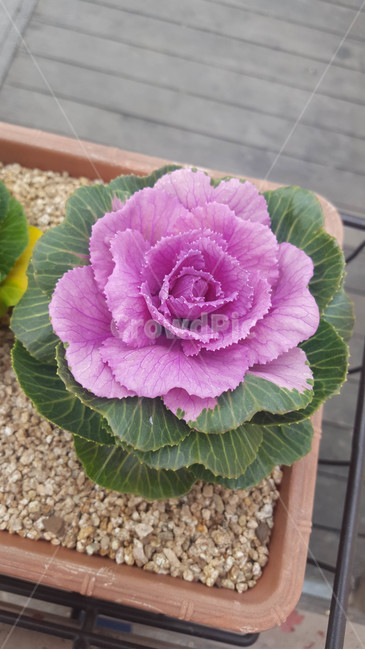가을,꽃,화단,근접,flower