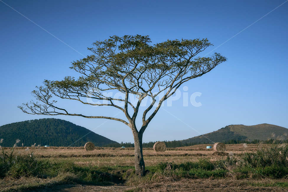 나홀로나무,푸른하늘,sky,풍경,landscape,nature,자연,목초지,grassland,outdoors,옥외,식물,자연,plants,nature,나무,trees,wood