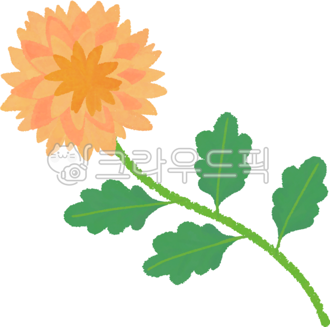 국화,가을국화,국화꽃,노란국화,가을