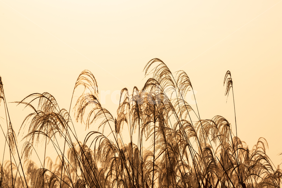자연,풍경,가을,아침,안개,억새,가을,계절,fall,autumn,season,자연,풍경,nature,landscape,grass,잔디,plant,식물,lawn,reed,갈대