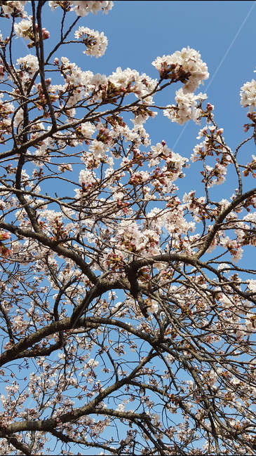 봄,벚꽃,군항제,진해,나들이,봄,계절,spring,season,식물,자연,plants,nature,꽃,flower,plant,blossom