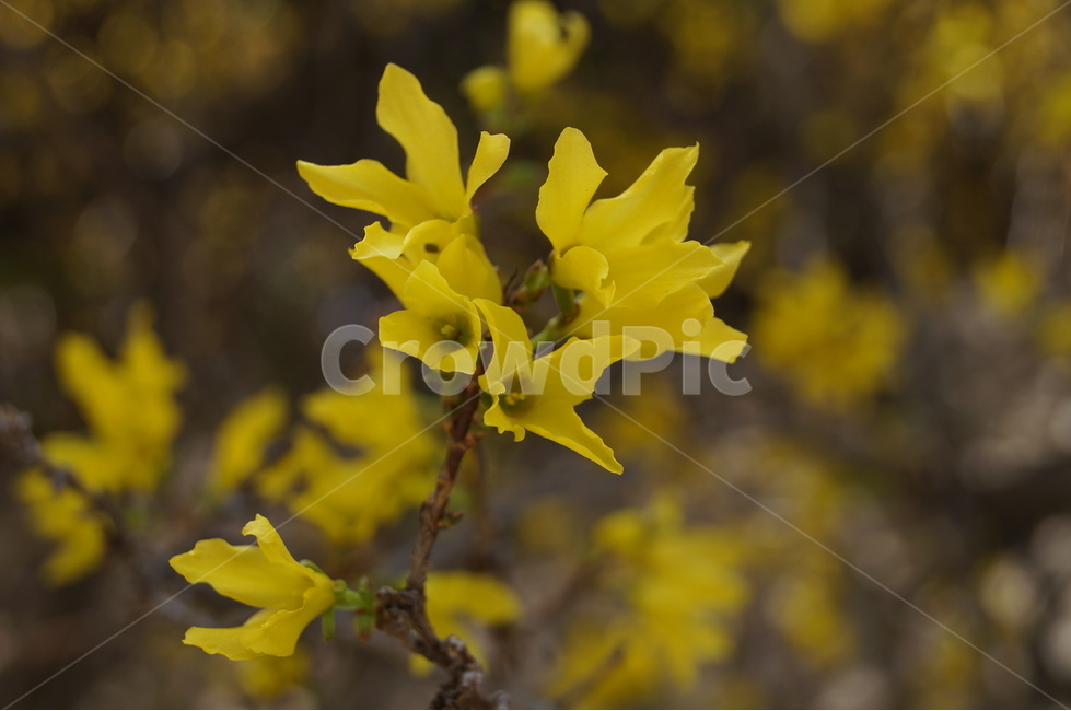 개나리,봄,노란꽃,식물,flower,식물,자연,plants,nature,꽃,flower