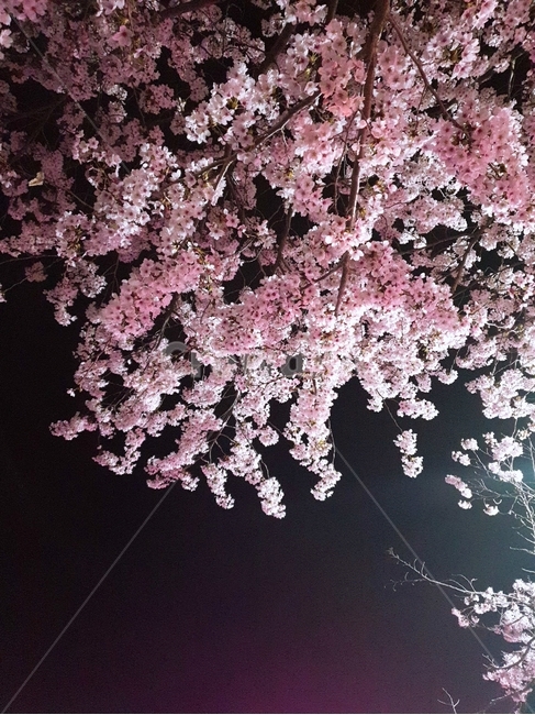 벚꽃,조명,밤벚꽃,봄,벚나무,봄,계절,spring,season,야경,밤,풍경,nightscape,night,landscape,식물,자연,plants,nature,꽃,flower,plant,blossom