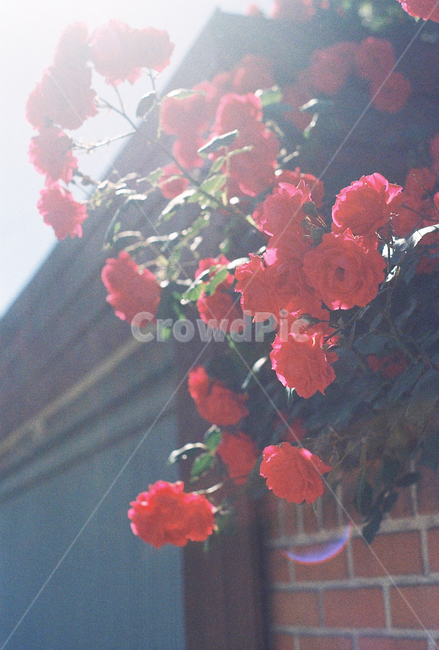 장미,꽃,봄꽃,식물,필름,골목,필름사진,감성,낮,오월,5월,식물,자연,plants,nature,꽃,flower