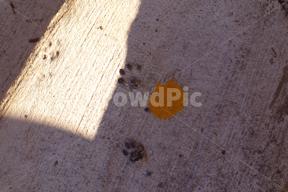 고양이,발자국,귀여움,햇빛,색감,감성,cat,footprint