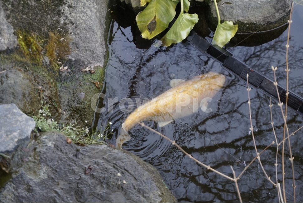 물고기,호수,자연,잉어,물,fish,lake,nature,carp,water,동물,animal,어류,물고기,fish