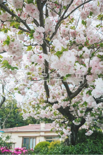 봄,계절,봄꽃,벚꽃,겹벚꽃,지붕,시골집,시즌,초록,나무,벚나무,plant,식물,flower,blossom,꽃,outdoors,옥외,nature,자연,building,건물,cherryblossom