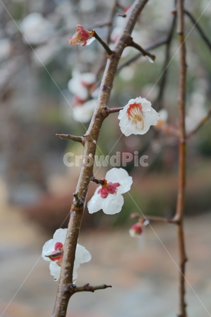 매화,봄꽃,봄,봄비,비,꽃,flower,blossom,plant,식물