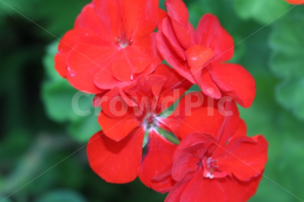 꽃,정열,싱그러움,희망,여름,식물,자연,plants,nature,꽃,flower