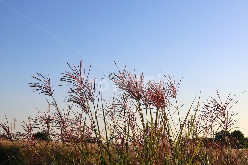억새,억새풀,식물,자연,가을,벼과,가을,계절,fall,autumn,season,자연,풍경,nature,landscape,plant,grass,잔디,lawn,reed,갈대