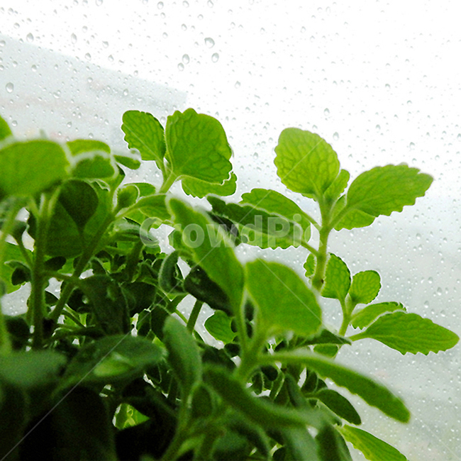 봄,봄비,허브,장미허브,파인애플민트,화분,비내리는,창가,식물,자연,plants,nature