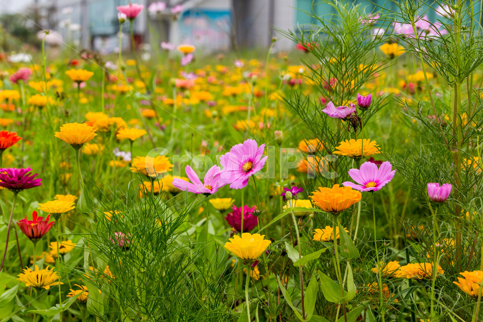 가을,코스모스,자연,문양,청순,패턴,가을,계절,fall,autumn,season,식물,자연,plants,nature,꽃,flower,outdoors,옥외,grassland,목초지,field,들,plant,geranium,제라늄,blossom