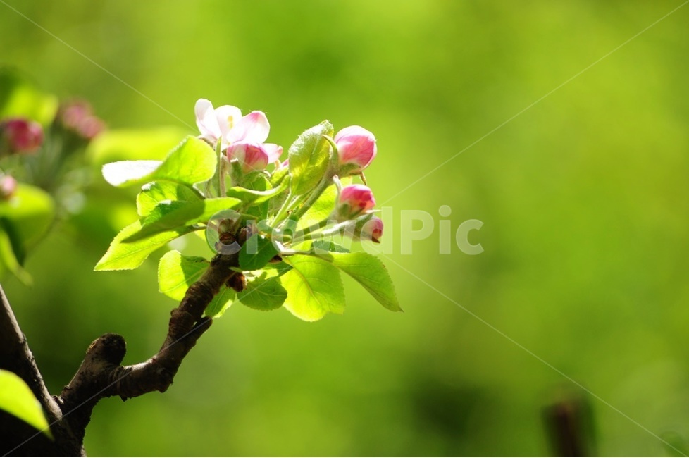 꽃사과,감성,모과꽃,그린,상큼,식물,자연,plants,nature,꽃,flower